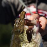 Regelrechte toppers voor de Carolina en Texas rig