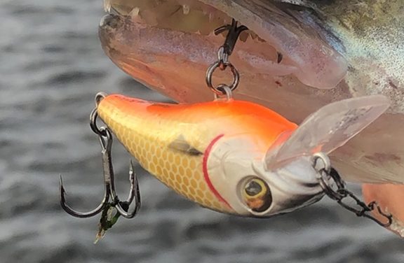 Tackle Meister Review – Bully Bite Crankbait van Westin