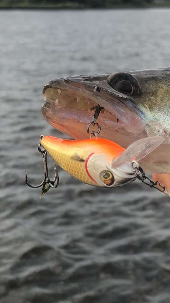 Tackle Meister Review – Bully Bite Crankbait van Westin
