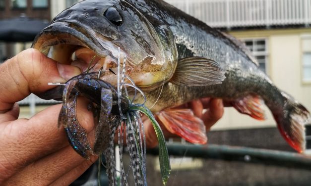 Tackle Meister Review – Molix SV Craw – Ideale trigger voor grotere baarzen