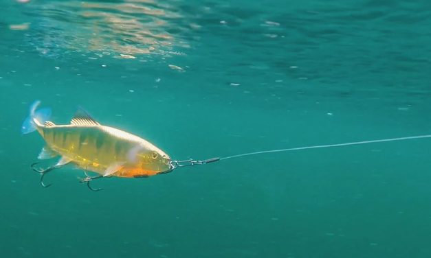 Levensechte forel- en snoekimitaties van Fox Rage