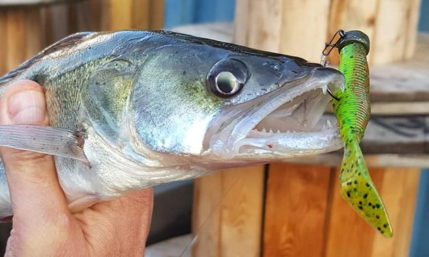 Alles over de Ned rig – Zo doorbreek je dressuur