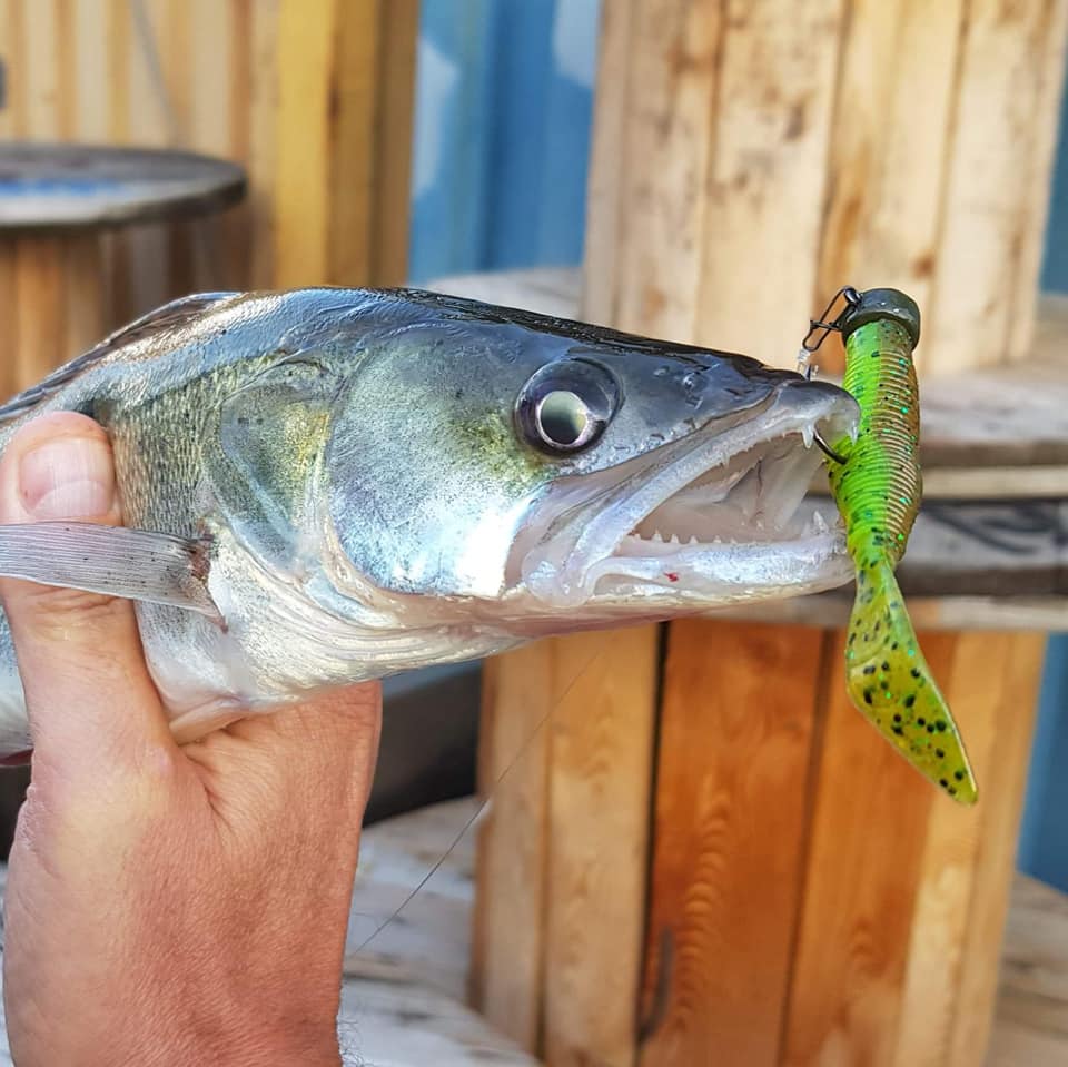 Alles over de Ned rig – Zo doorbreek je dressuur