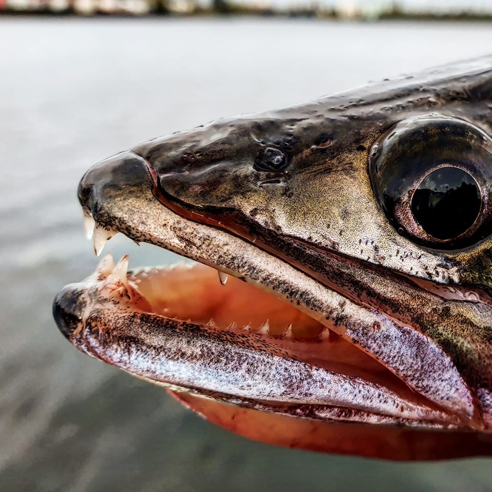 ROOFMEISTER INSIDE – De allerbeste bellyboater & ruim 40 actuele vangstfoto’s