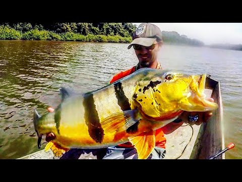 Top secret lagune voor XXL peacock bass