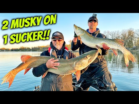 Twee muskies tegelijk op één takel