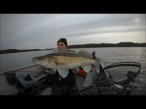 Bizarre live aanbeet van mega snoekbaars – Lowrance Live Sight