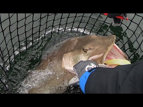 Muskie van ruim 20 kilo inhaleert Bulldawq