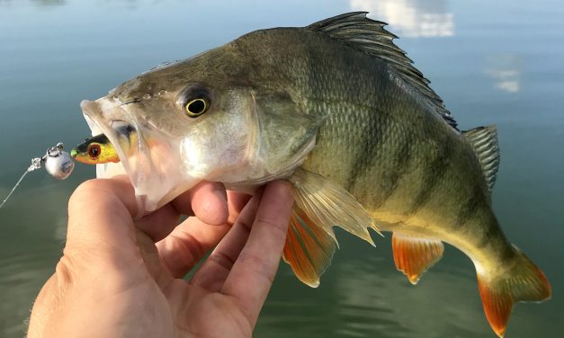 Tackle Meister Review – Slick Shad – De kracht van UV!
