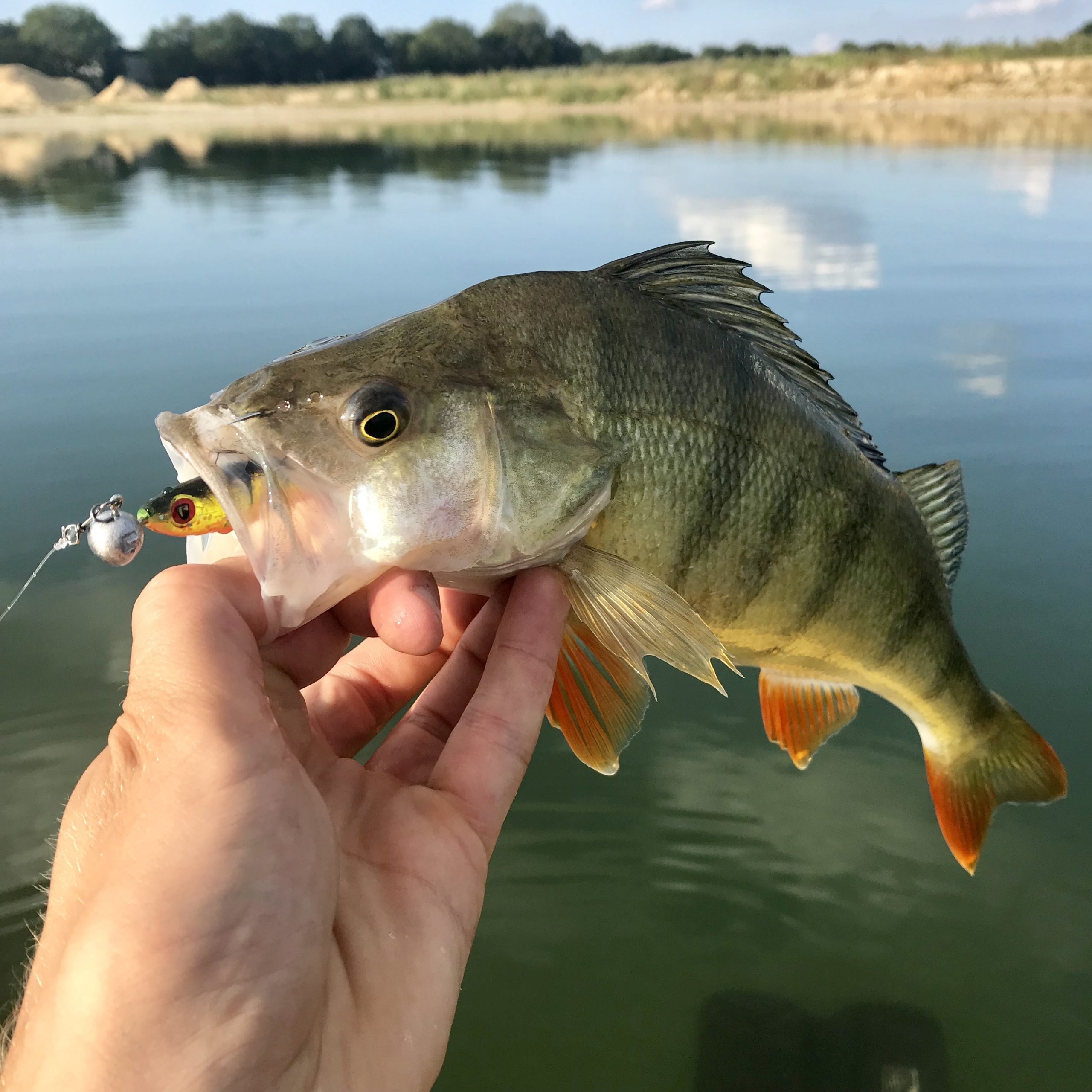 Tackle Meister Review – Slick Shad – De kracht van UV!