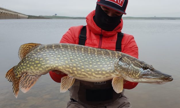 Nieuwe generatie HART bellyboaten & chatterbaits