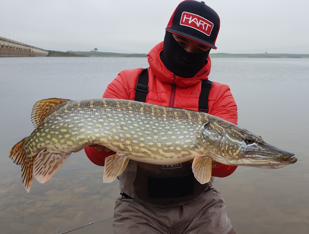 Nieuwe generatie HART bellyboaten & chatterbaits