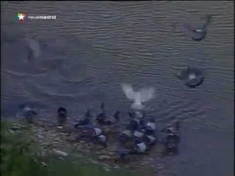 Meerval op duivenjacht