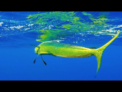 Mahi mahi vanuit de kajak