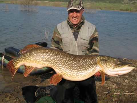 Monstersnoek in het land van de pizza’s