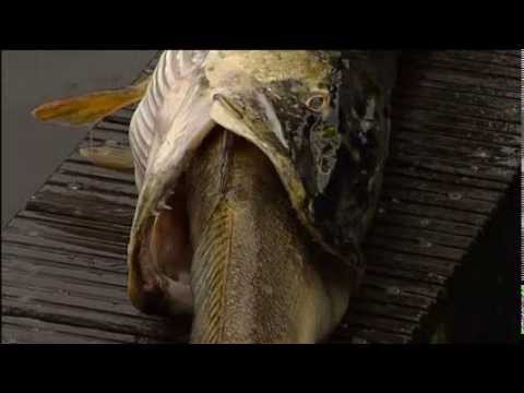 XXL snoek stikt in XXL snoekbaars