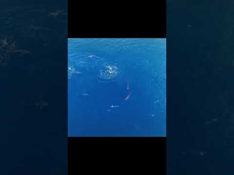 Waanzinnige dril in de tropen vanuit de lucht gefilmd