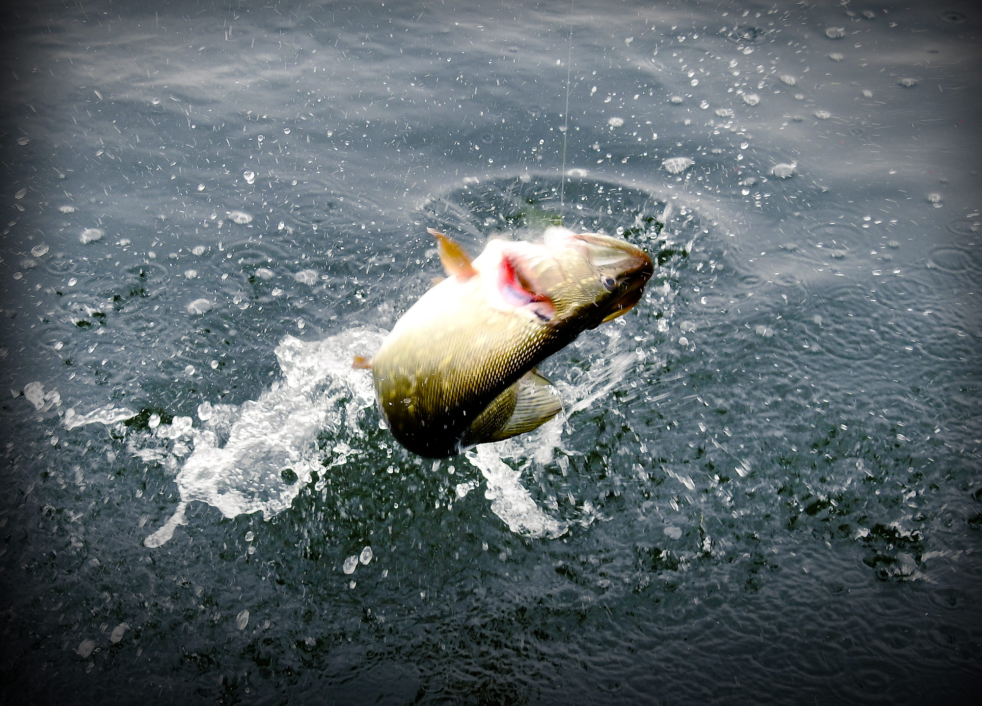 ***VIDEO*** 100% snoekfun in de polders  – Tips van specialist Roel Trum