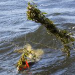Het waterplanten debacle op de Randmeren