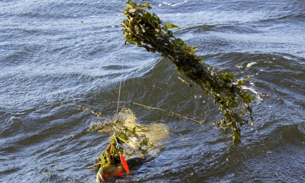 Het waterplanten debacle op de Randmeren