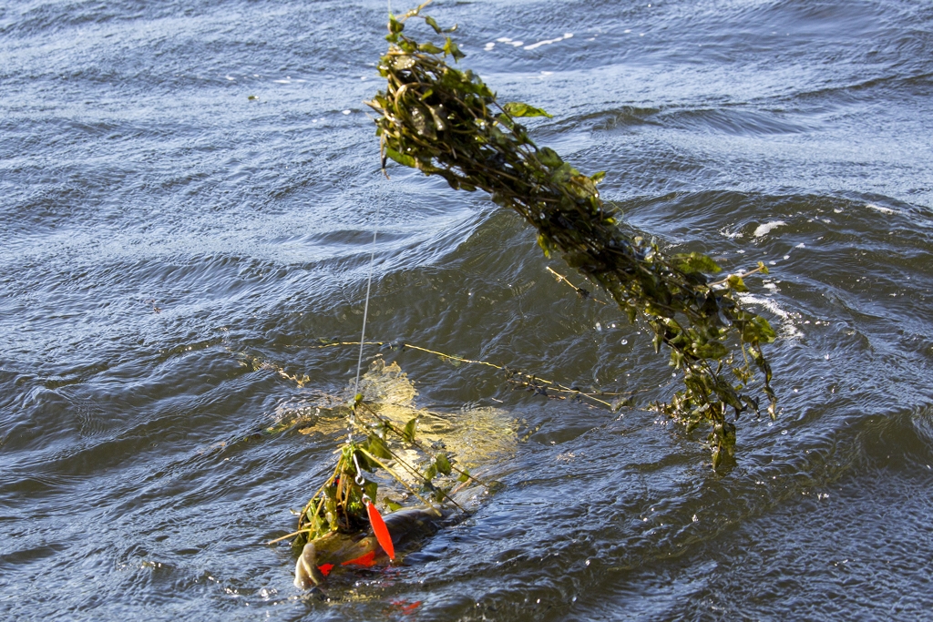 Het waterplanten debacle op de Randmeren