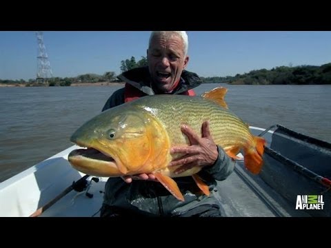 Jeremy Wade met het gouden gevaar
