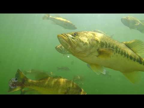 De vetste onder water beelden van black bass