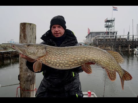 Unieke onderwater beelden – met dood aas op grote snoek