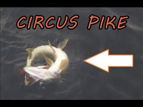 Circus snoek grijpt zijn eigen staart