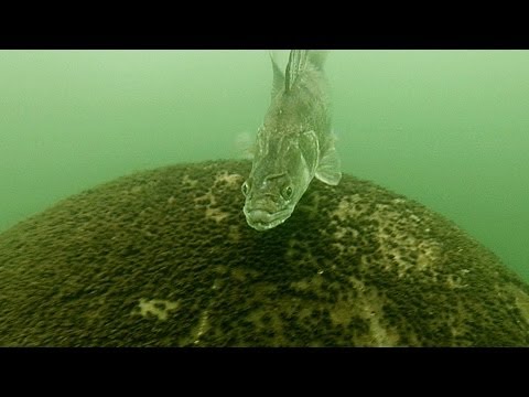 Snoekbaars valt duikers aan