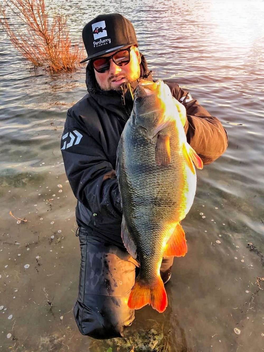***BREAKING CATCH*** Nieuw Nederlands record baars van 56,5 cm