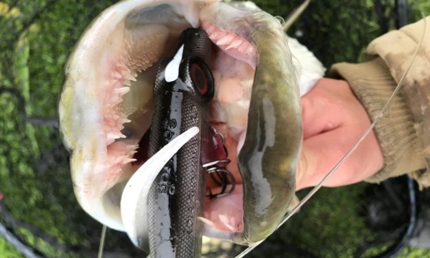 Tackle Meister Review – IRIS Shockwave – Dikke snoeken verleider