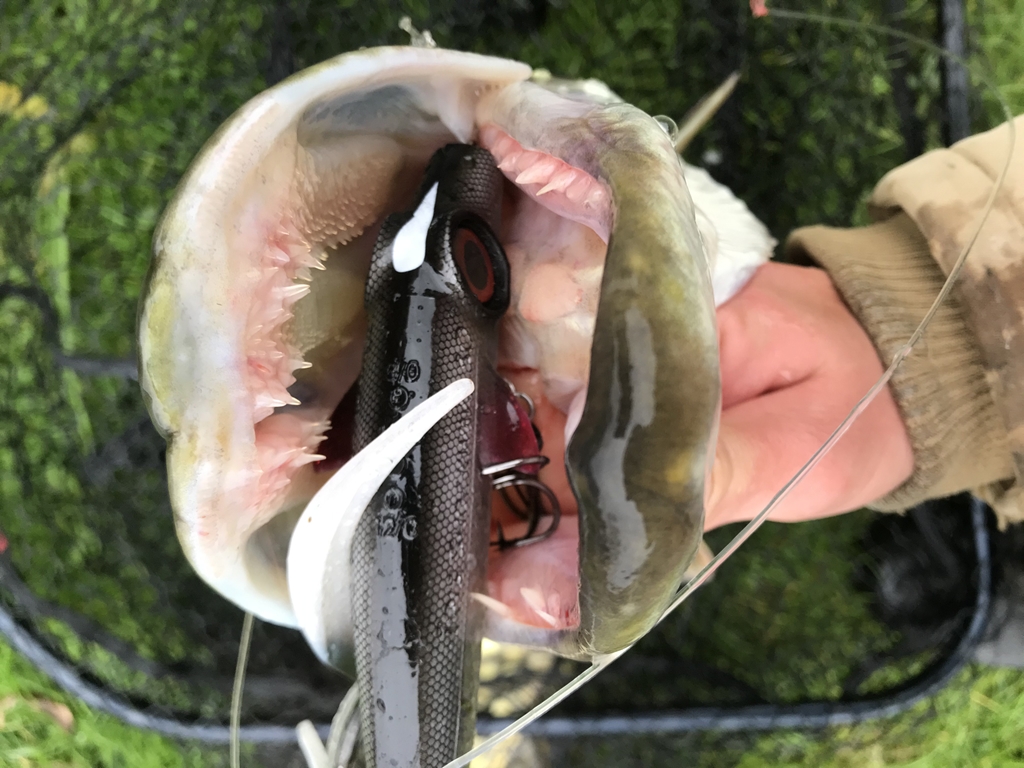 Tackle Meister Review – IRIS Shockwave – Dikke snoeken verleider
