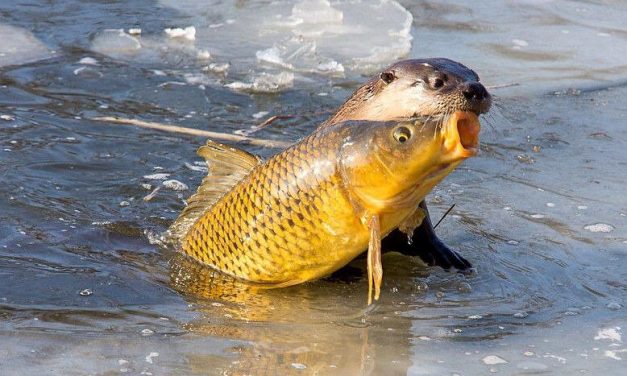 Roofmeister Inside FUNPIC’S – Evolutiesnoek & Streetfishing poes