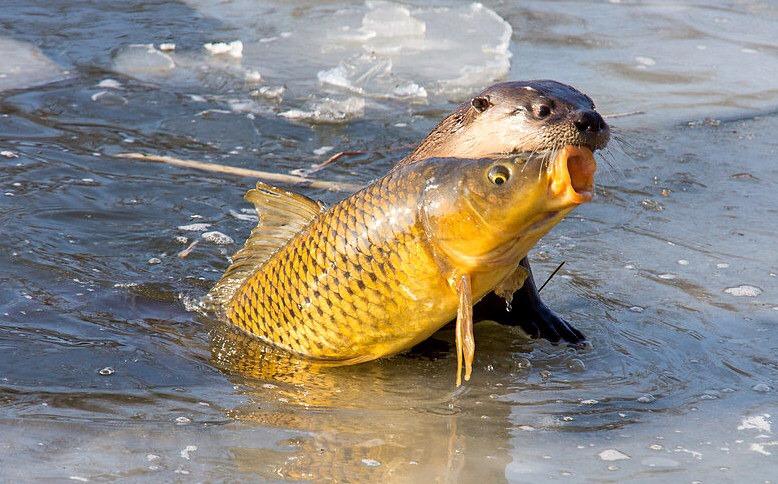 Roofmeister Inside FUNPIC’S – Evolutiesnoek & Streetfishing poes