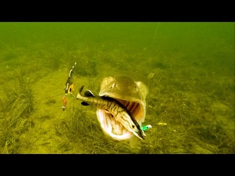 Vette aanbeten onder water – Check welke shad de snoek uitkiest