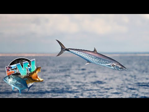 Tussen de haaien & Spanish mackerels – Levensgevaarlijk