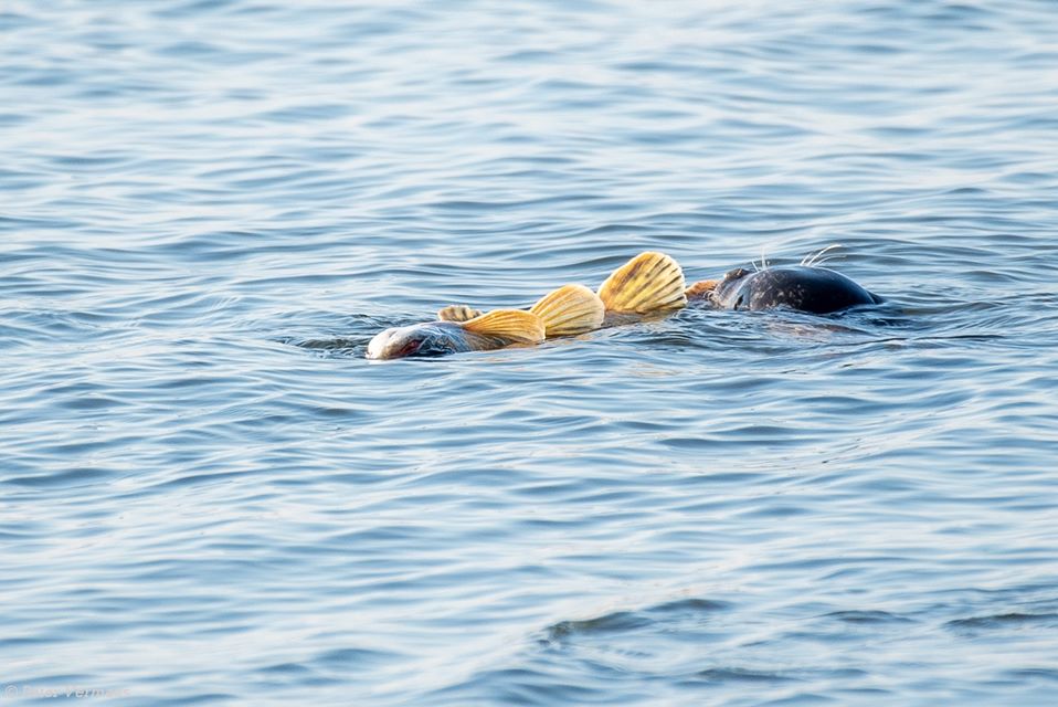 Zeehond grijpt snoek in de Hoeksche Waard
