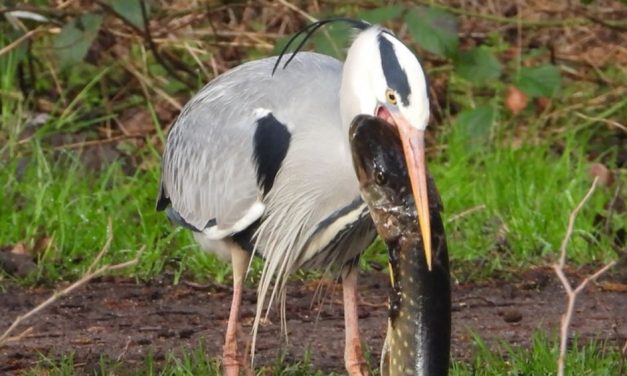 Reiger pakt grote snoek