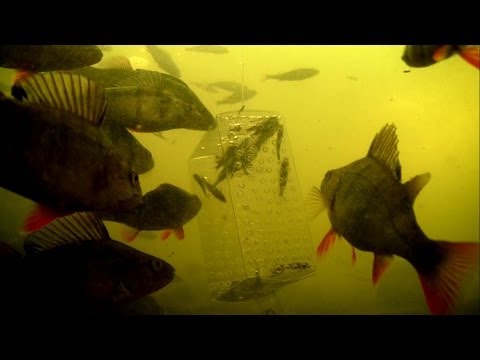 Kleine aasvis in een glazen bak – Hoe reageert grote baars?