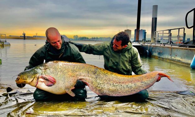 Roofmeister Inside FUNPIC’S – Oogverblindende walleye & Instagram tip van de week