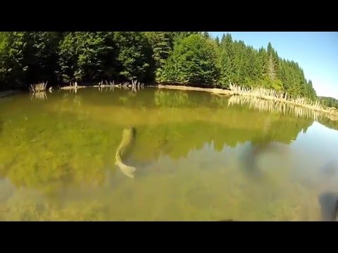 Grote springende snoek