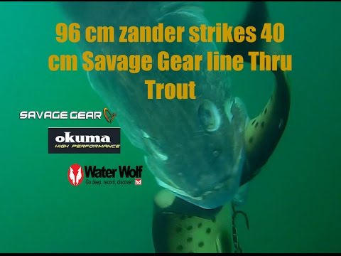 Snoekbaars van 96 m pakt softbait van 40 cm!