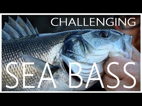 Dit is vissen – Ode aan de zeebaars