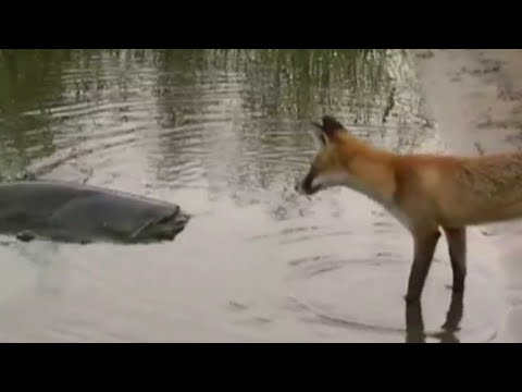Vos wil meerval pakken