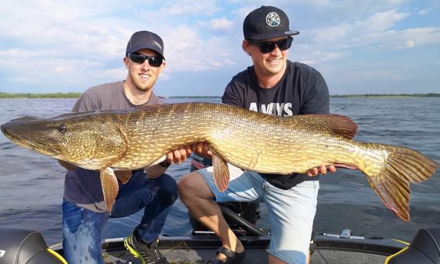 Roofmeister Inside FUNPIC’S – Triple Peacock grande & snoek van 136 cm!