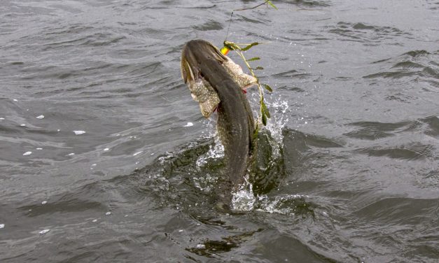 We gaan en we gaan EXTREEM ondiep – Op snoek met Bertus Rozemeijer