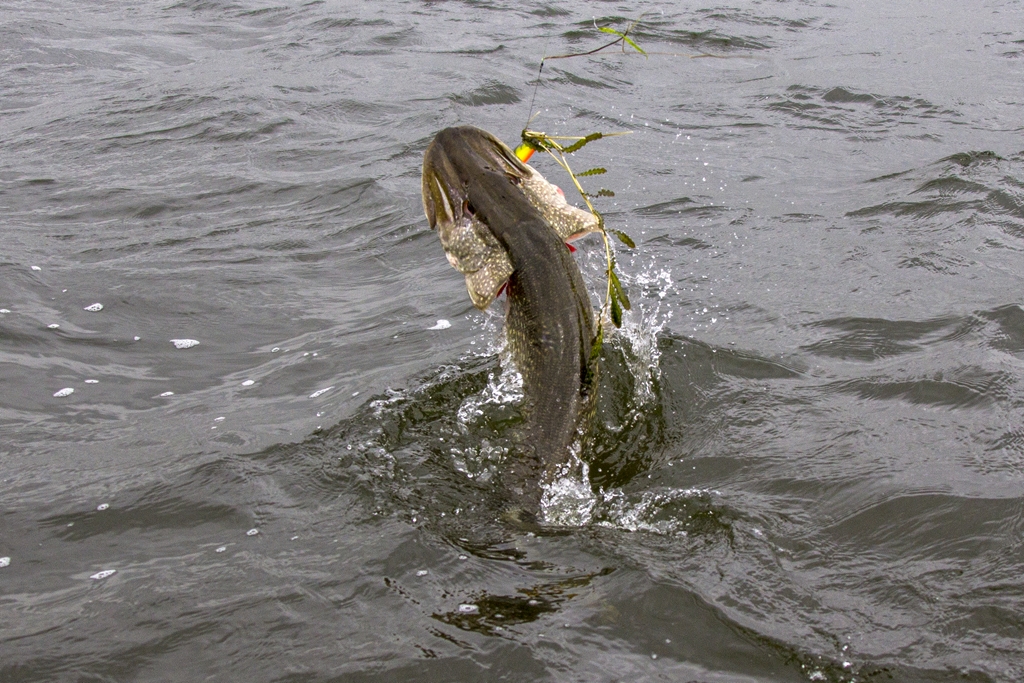 We gaan en we gaan EXTREEM ondiep – Op snoek met Bertus Rozemeijer