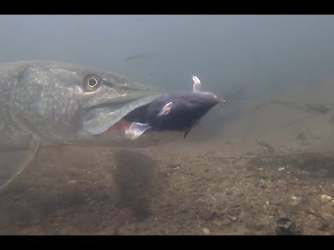 Gast vist met rat op snoek