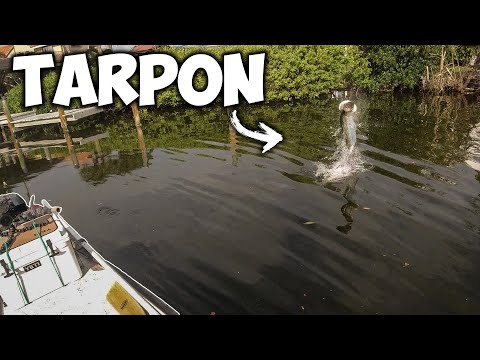 First Person Shooter – Los op tarpon in de haven